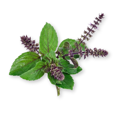 Tulsi