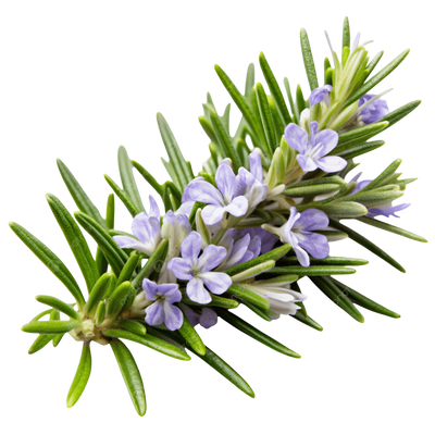 Rosemary